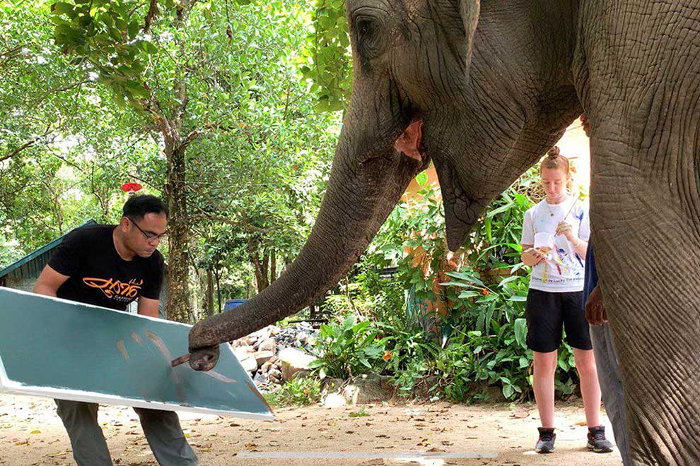 Pachyderm painter shows mammoth artistic talent