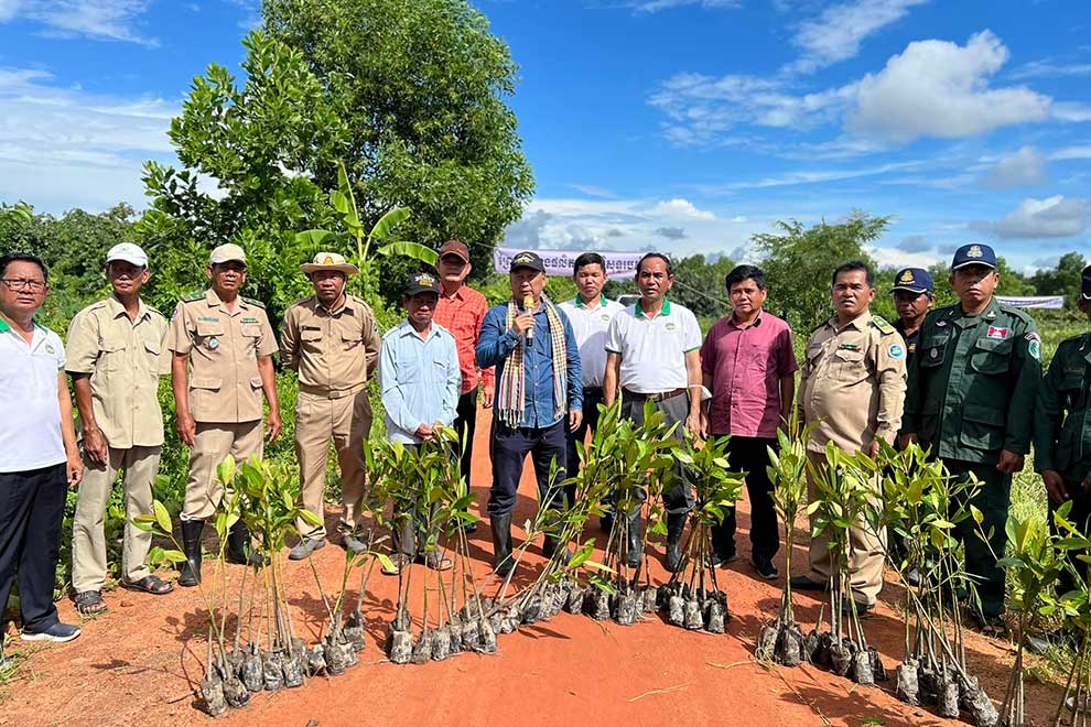 Coastal mangroves replenished
