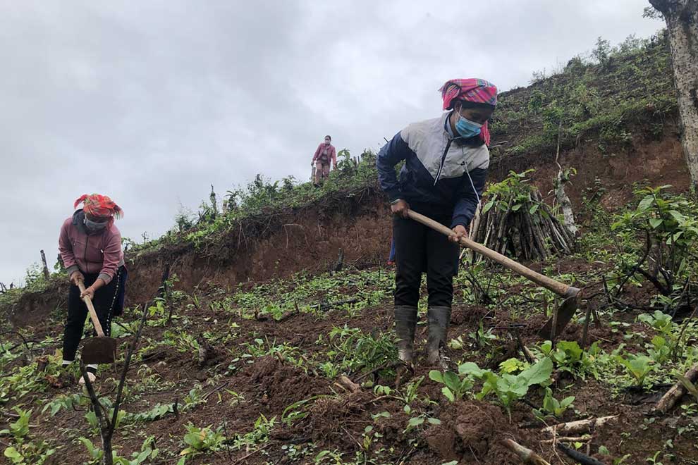 Vietnam aims to be globally leading macadamia exporter