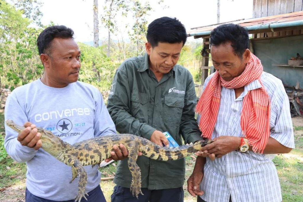 Villagers hand over captured Siamese croc to ministry rangers