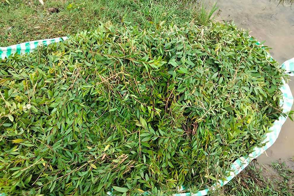 Prachak trees finding favour as 'alternative' to rice in Svay Rieng