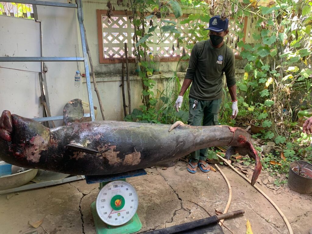 Irrawaddy dolphin found dead in Kratie