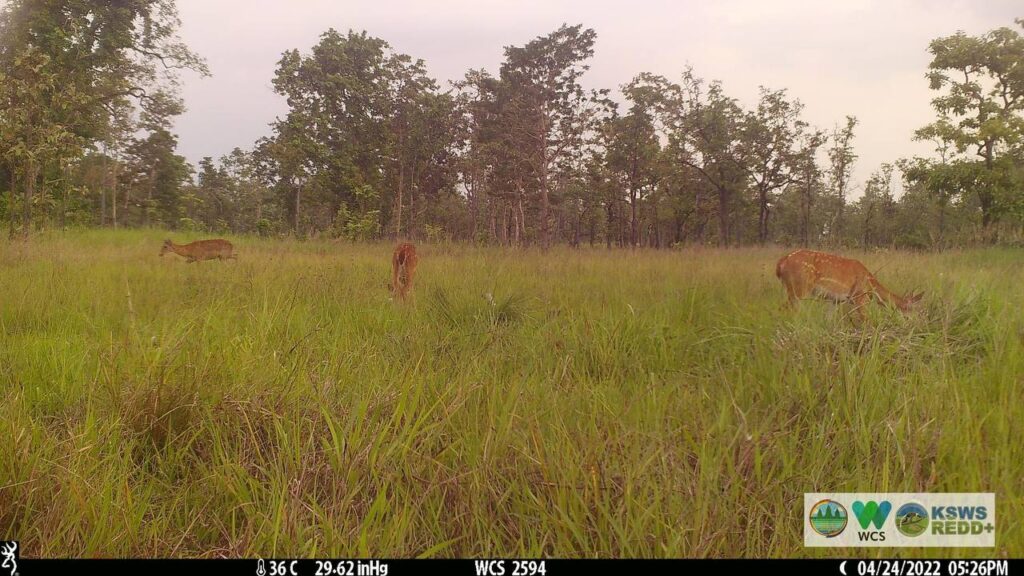 Endangered Eld's deer spotted for first time in Mondulkiri's southwest after 20 years