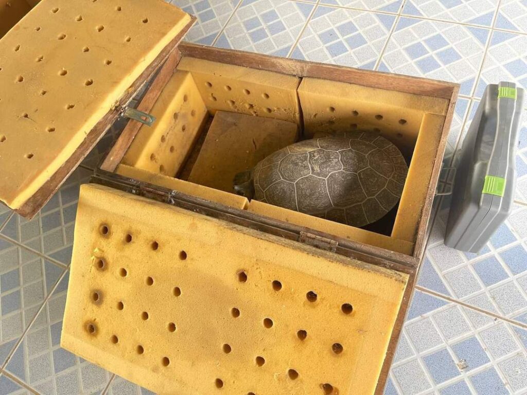 WCS Cambodia hands over 15 royal turtles to 'third assurance colony'