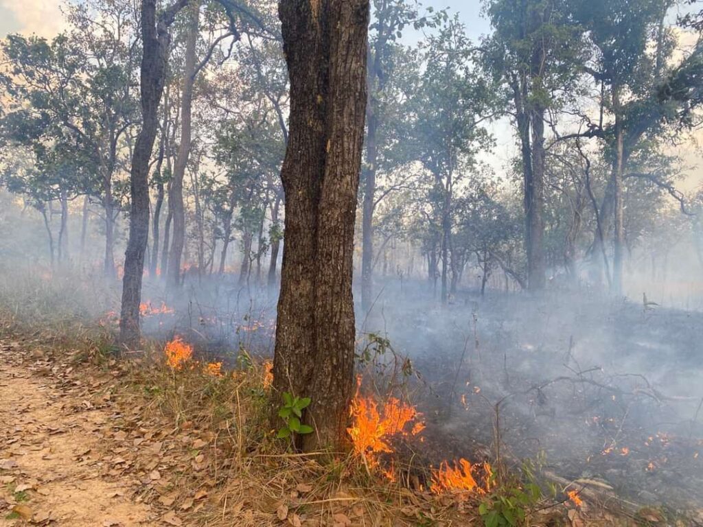 Rice stubble burn-offs reduced by Ibis programme