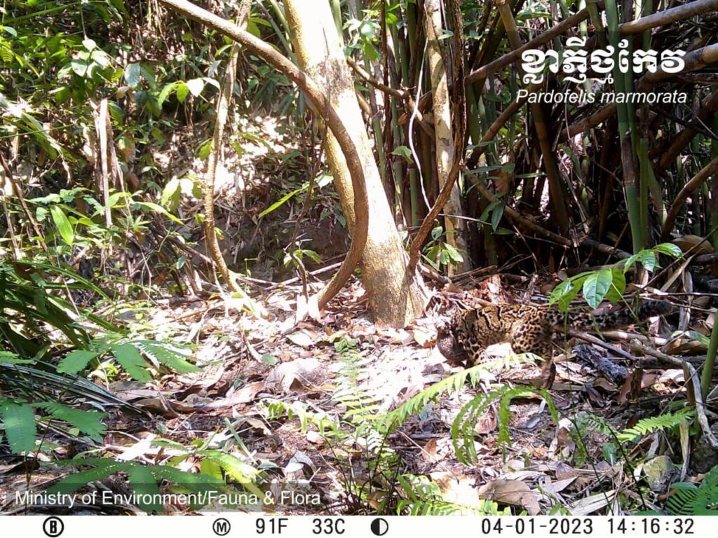 34 Species recorded in biodiversity study at Virachey National Park
