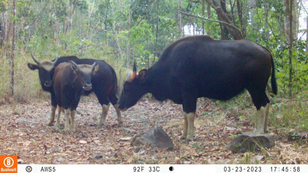 Key wildlife species captured on camera traps in Pursat