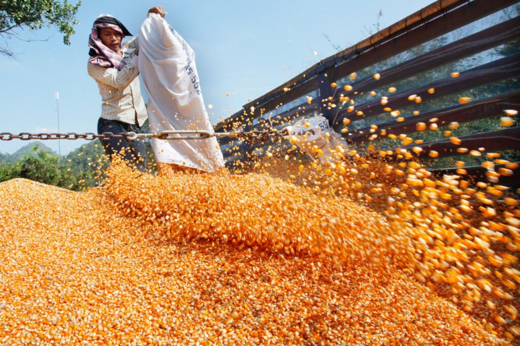Cambodia's red corn exports plunge in H1