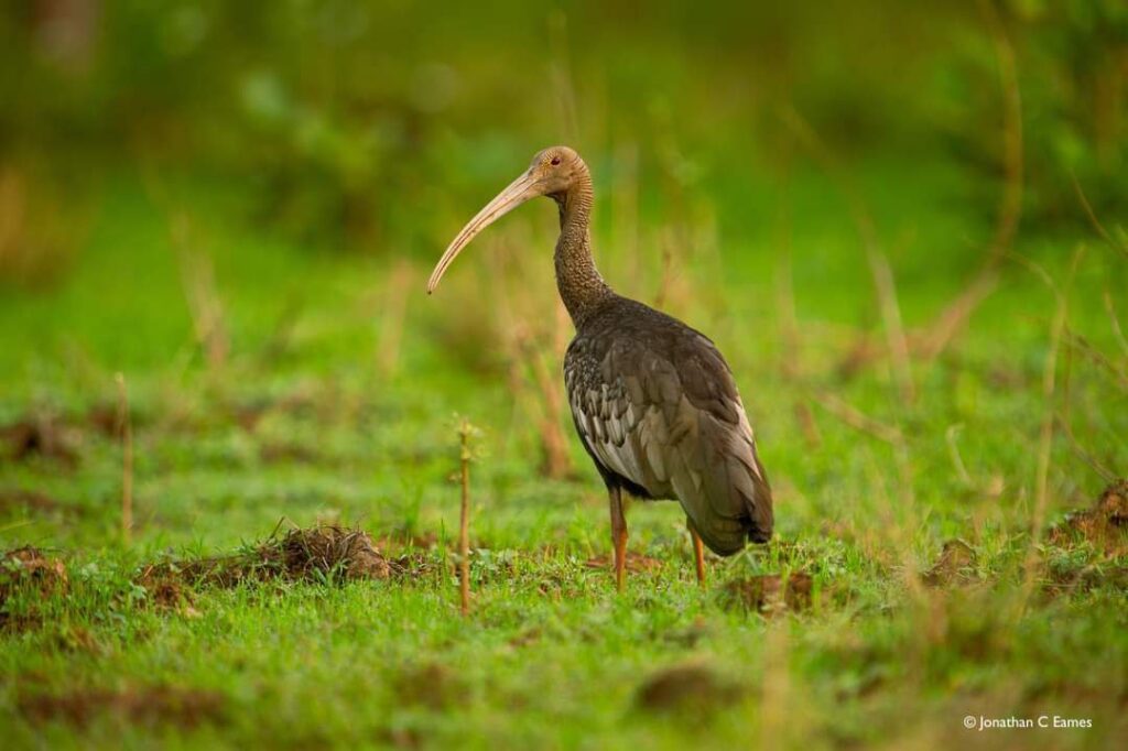 Rising Phoenix guides farmers to organic rice