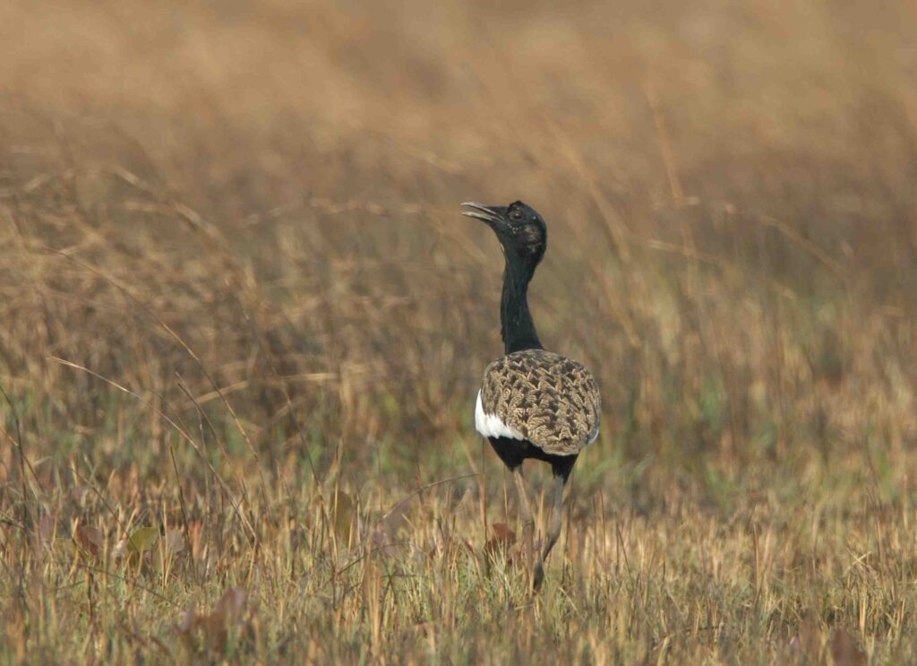 Bakan grassland added to protected area