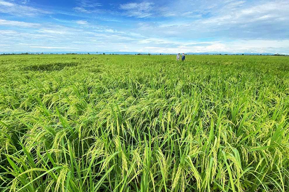 Floods give slow start to rainy season rice growth