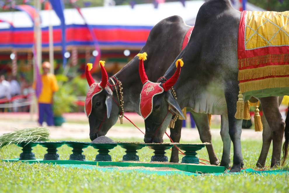 Kampong Thom ploughing ceremony preparations underway