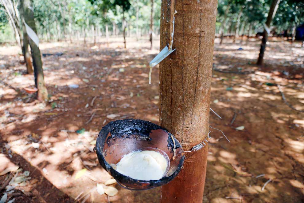 Jan-May rubber exports grow 2.6% on-year but value drops nearly 14%
