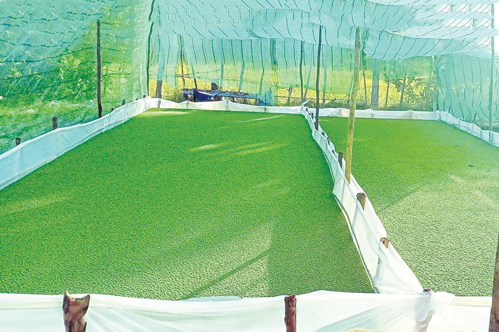 Farmer tames wild duckweed for use as animal feed
