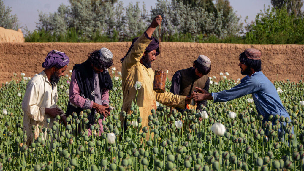 Taliban chief orders ban on poppy growing in Afghanistan