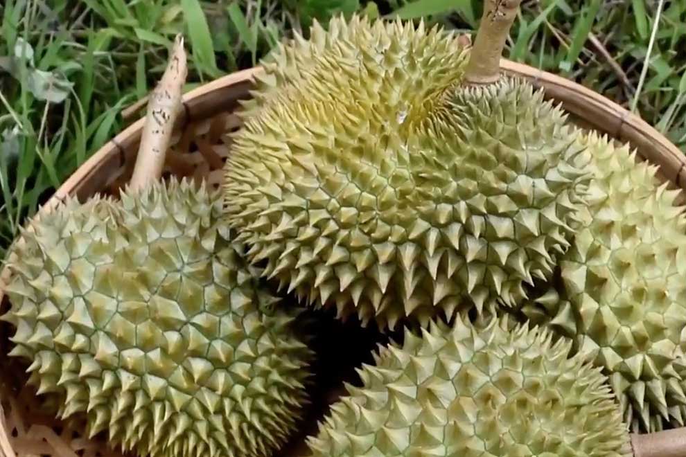 China's Covid-19 rules bitter for Thai durian exporters