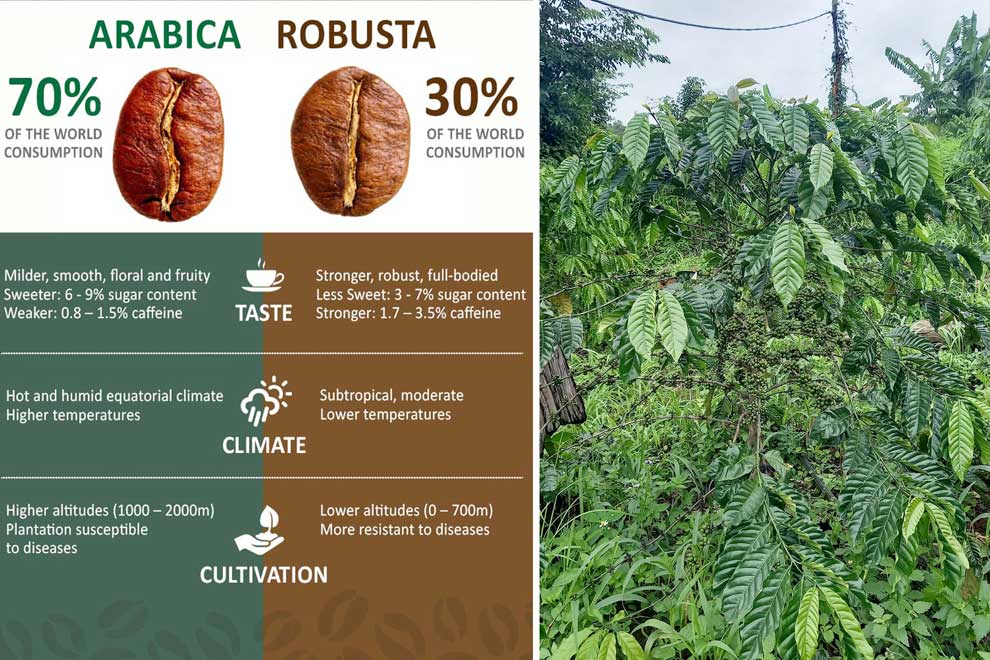 Agriculture ministry pushes robusta cultivation