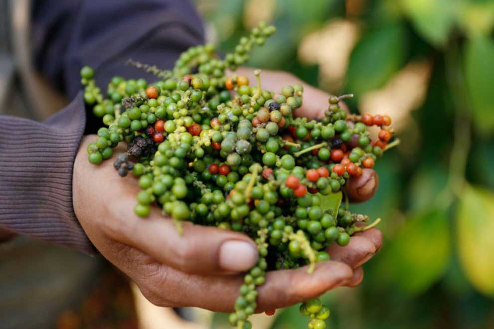 Peppercorn prices 'decrease slightly' on-year: federation