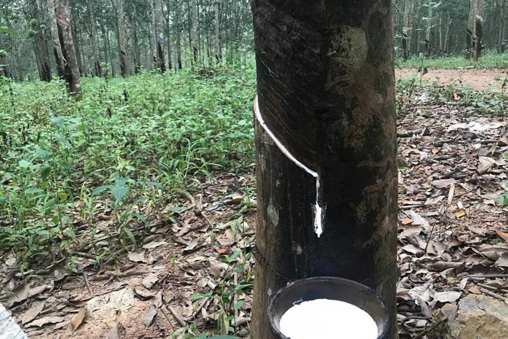 Rubber exports stretch past $100M