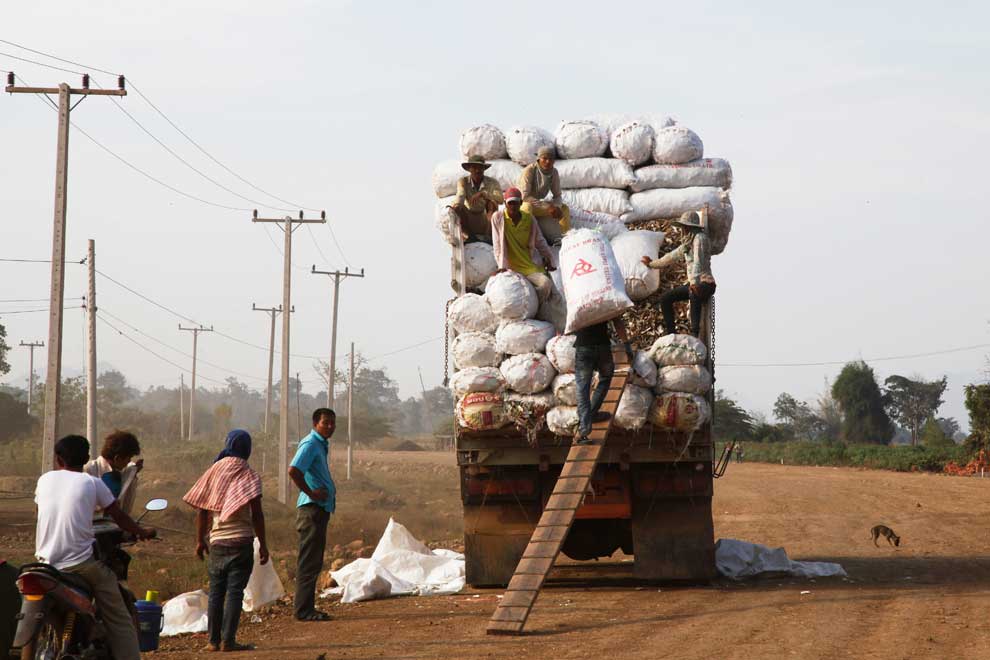 $10.4M cassava plant set for Oddar Meanchey