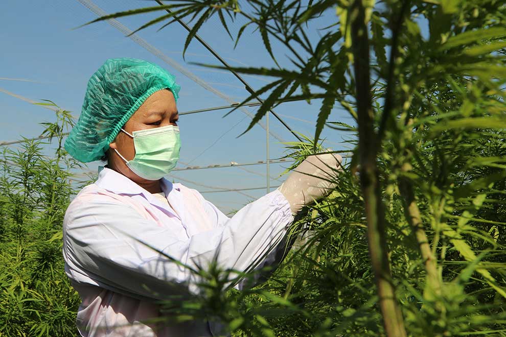 Thai minister: No limit on household cannabis plants