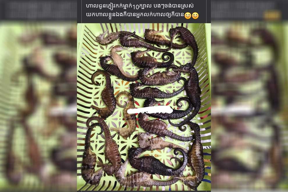 Outcry over illegal sale of 'wondrous' seahorses