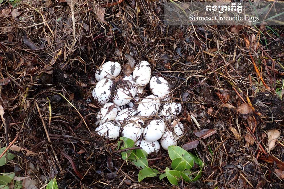 Siamese crocodile habitat discovered
