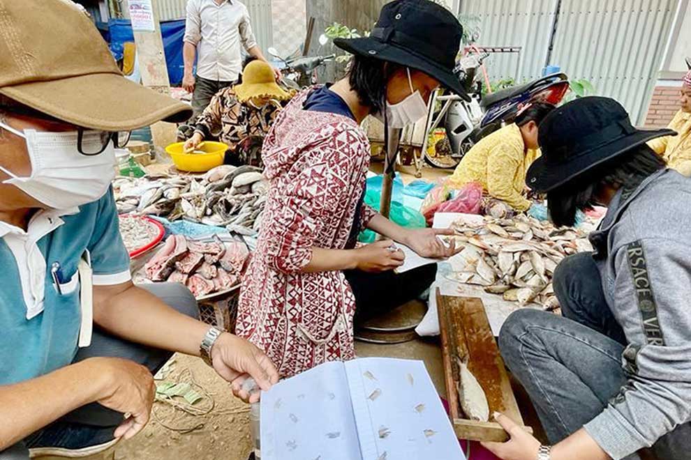 Laotian Shad making an unexpected comeback