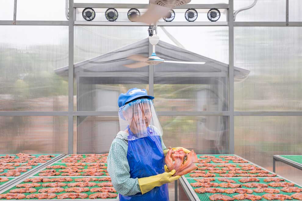 Solar fish drying tech: success in all four seasons