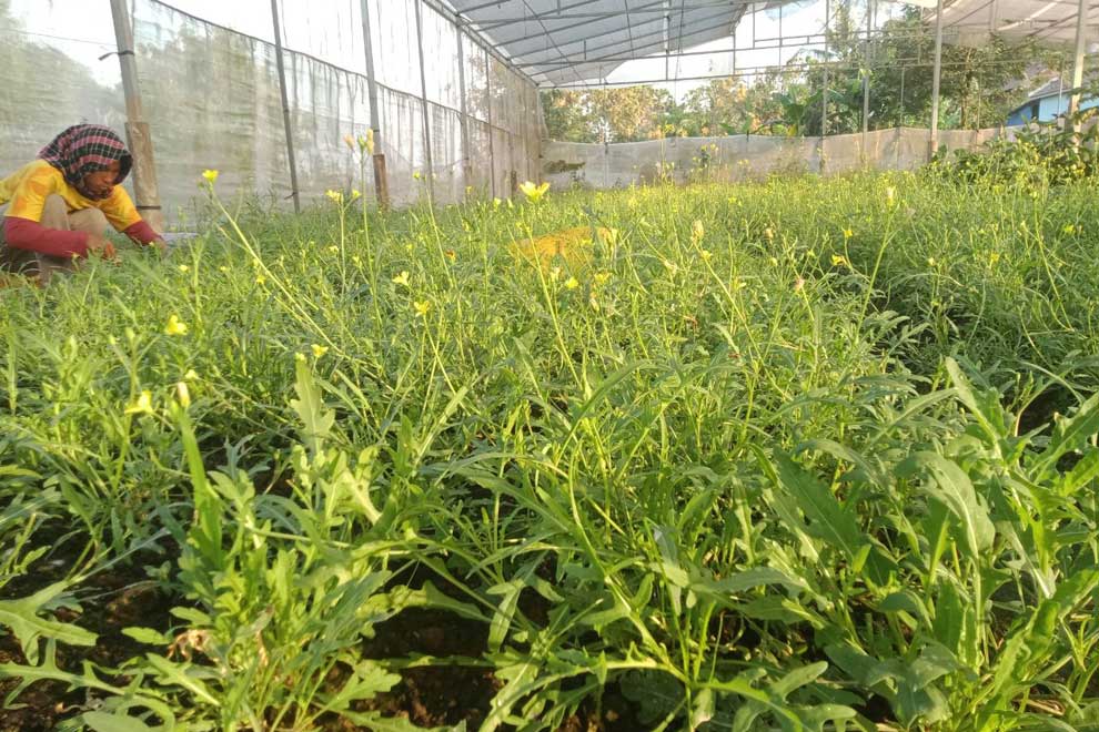 Demand for farmer's leafy veg rockets