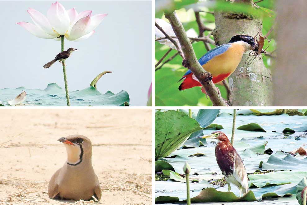 Outskirts tour teems with watch-worthy birds