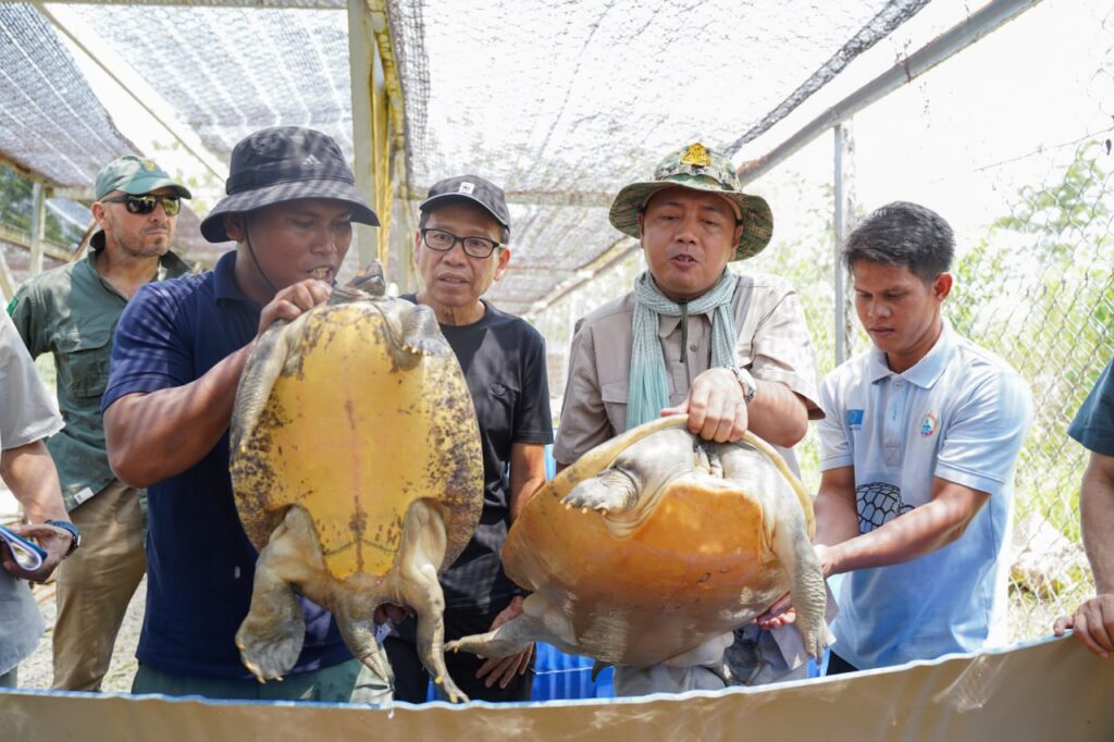 Royal turtles on verge of comeback: Official