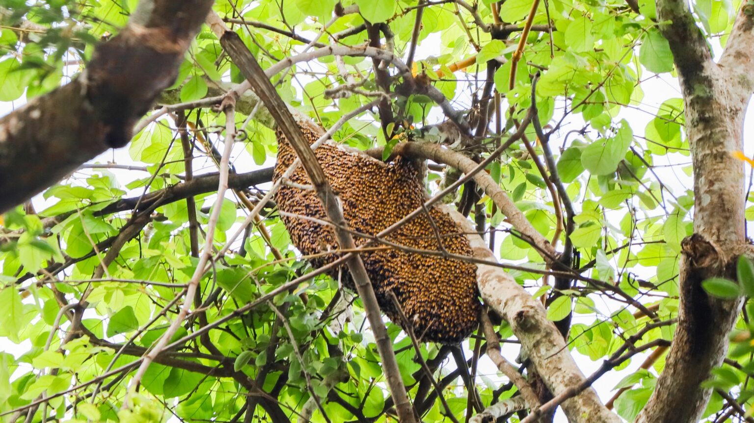 USAID issues warning: Wild bee populations facing serious decline