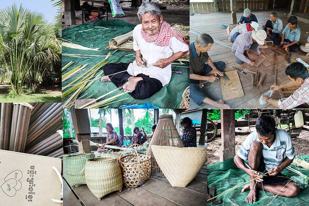 Talipot palm leaves a 'gold mine' for Preah Vihear villagers