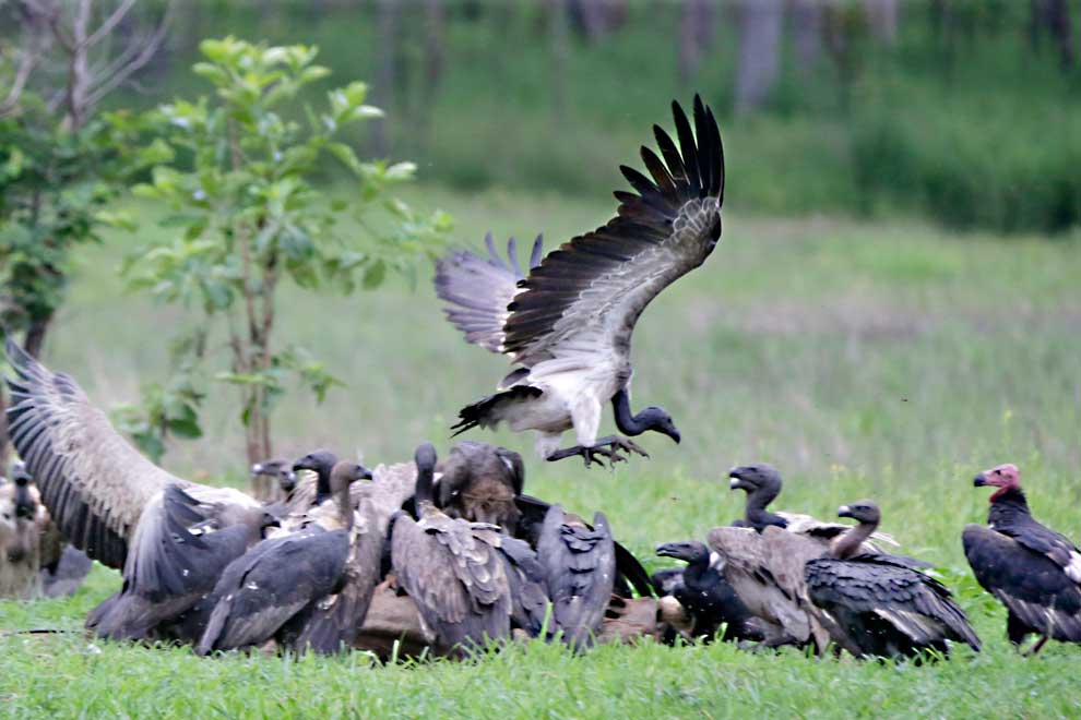 Vulture census reveals positive signs