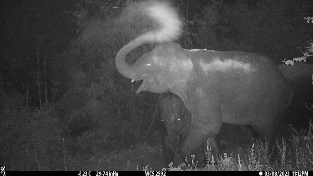 WCS releases candid shots of Keo Seima elephants