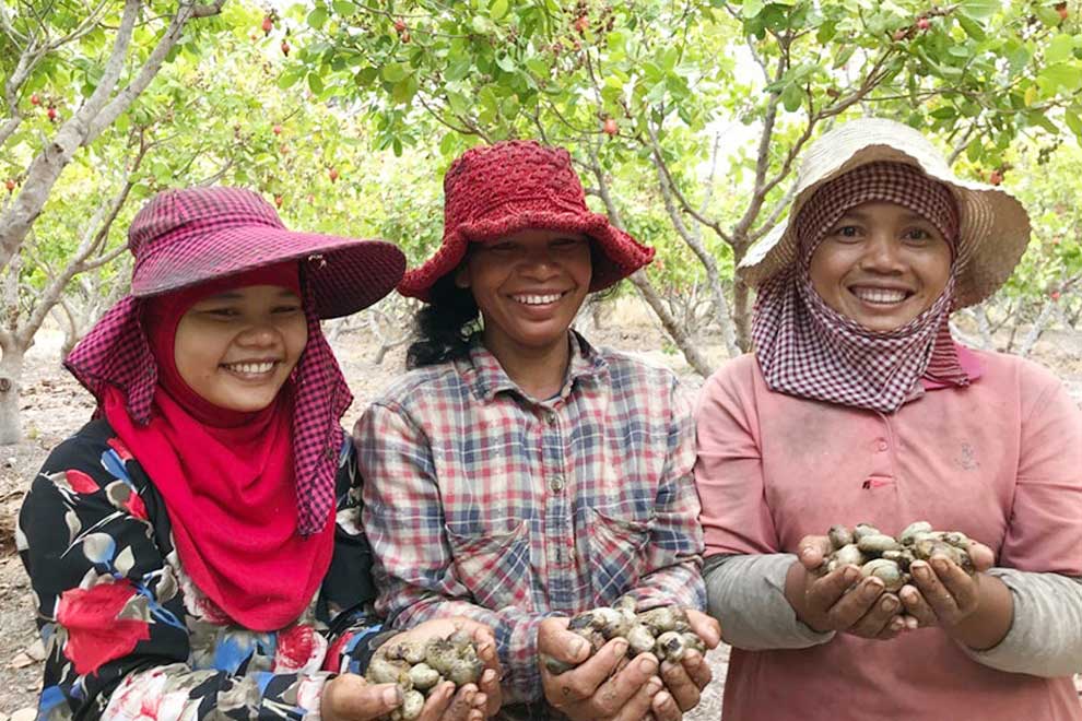 Higher capacity for cashews in sight with new national policy