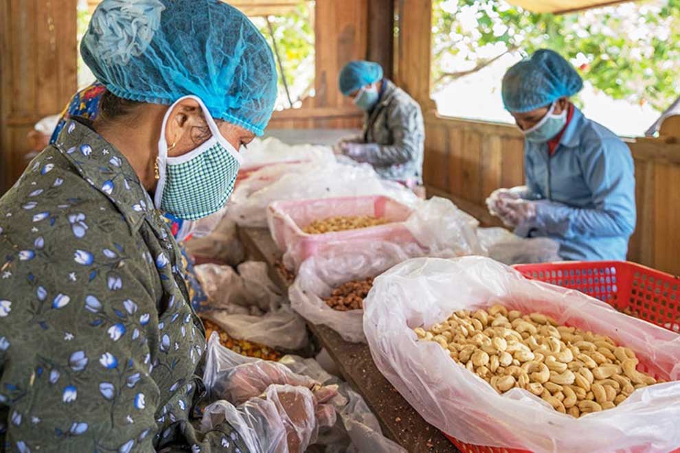 $6M financing package set to boost cashew output