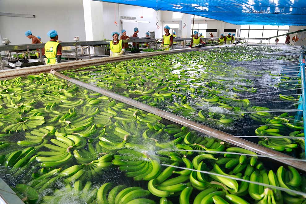 Jan-Oct agricultural exports bring in over $3B: ministry