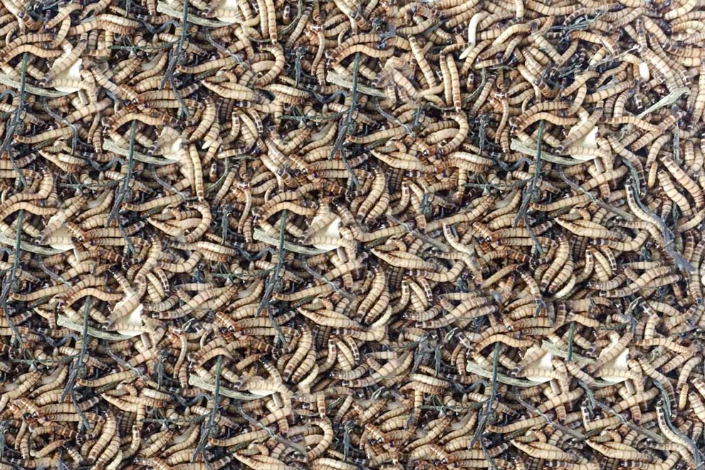 High-protein industry worming way into market