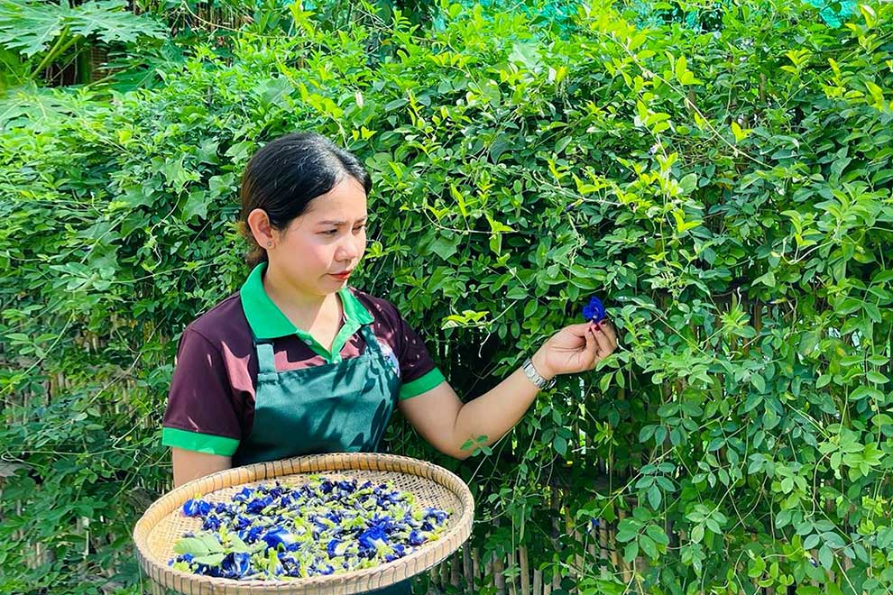 Coffee shop owners cultivating butterfly pea for butterfly tea